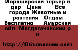 Йоркширский терьер в дар › Цена ­ 1 - Все города Животные и растения » Отдам бесплатно   . Амурская обл.,Магдагачинский р-н